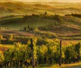 Colores y Sabores del Chianti