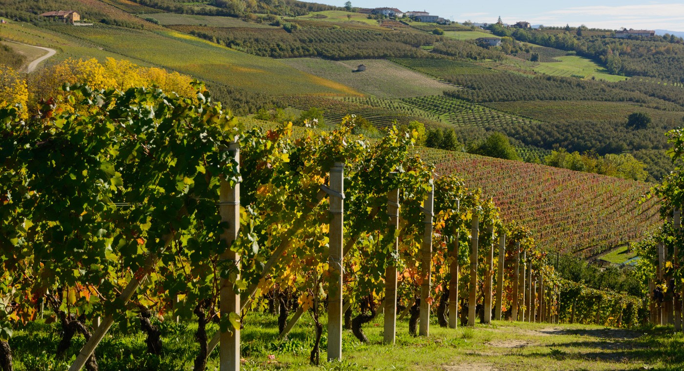 Wine Tour Piedmont: Langhe-Roero and Monferrato Areas       