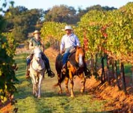 Horseback Ride through Chianti Vineyards